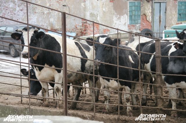 В Калиниградской области планируют закрыть все скотомогильники.