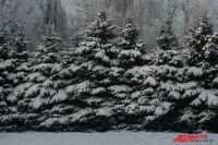 Около 4,5 тысяч рождественских елок не пустили в Калининград из Польши.