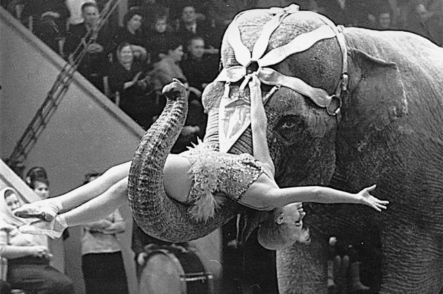 «Слоны очень влюбчивы. После смерти зятя Нины Корниловой одна из слоних чуть не убила его вдову и сына - никак не могла простить потерю главного хозяина. Пришлось вывести её из номера». 