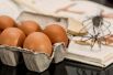 Яйца. Сальмонеллу пока никто не отменял. А на Новый год нам придётся много различных блюд делать с использованием сырых яиц. Их нужно тщательно мыть с мылом, а по возможности — подвергать термической обработке. Особенно опасны яйца уток и гусей. Наименее — перепелиные.
