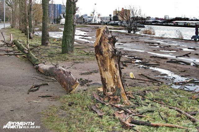 Ураганный ветер повалили в Калининграде минимум 10 деревьев.
