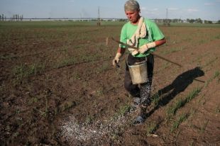 Мужчина разбрасывает минеральные удобрения