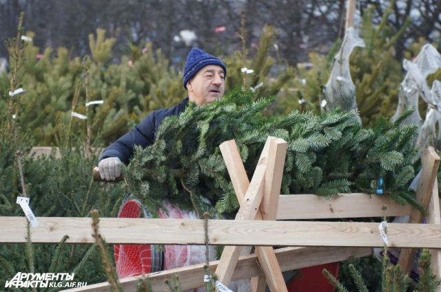 Продавцы рассказали, подешевеют ли елки в Калининграде к 31 декабря.