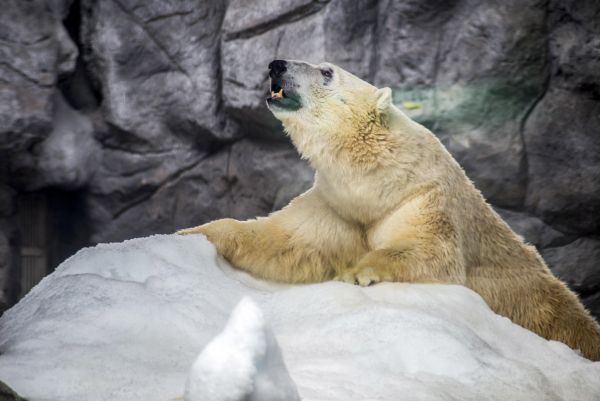 Для белых медведей в Бразилии создали все условия - температура в вольере колеблется от -5 до -15.