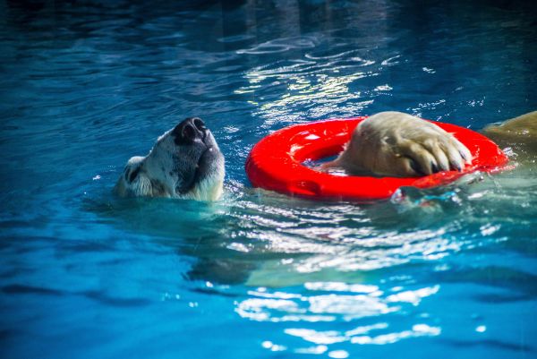 В ожидании реконструкции казанского зоопарка белые медведи много плавают.