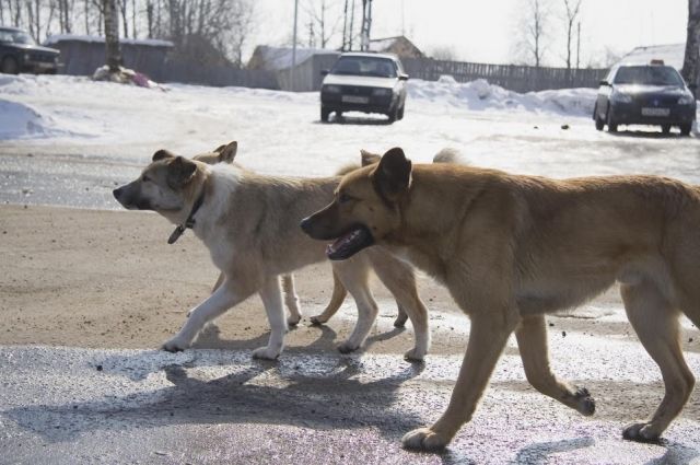 Агрессивные собаки напали на несовершеннолетнюю недалеко от центрального парка.