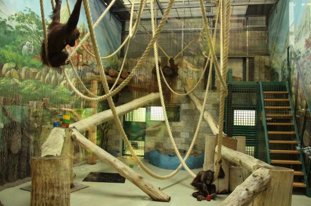 В зоопарке Калининграда засняли знакомство орангутана с его будущей семьей