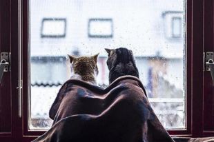 Коты