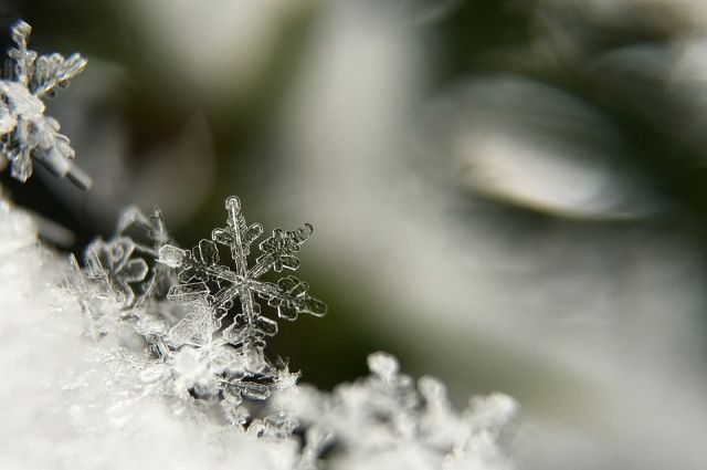Снег – проверенное и надёжное средство для стратификации семян. 