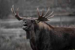 Осужденный нанес не менее пяти ударов веслом по голове лося