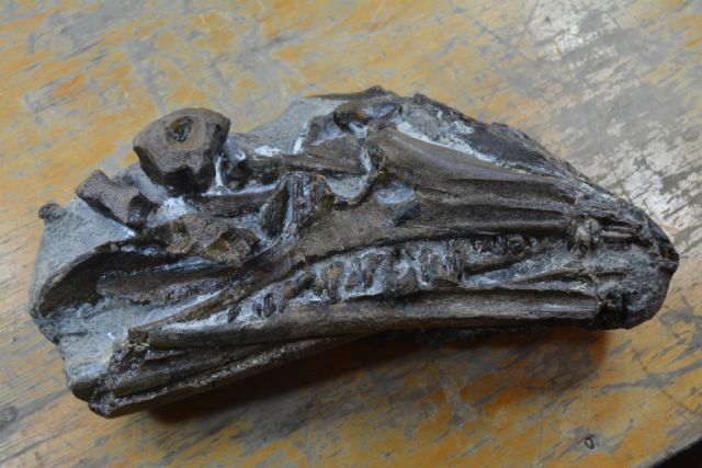 Этому черепу ихтиозавра 120 млн лет.