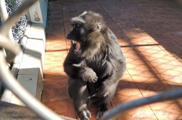 Это целебесская или черная макака - одна из самых редких обезьян на Земле. В природе их осталось всего около полутора тысяч. 