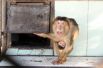До определенного возраста детеныши обезьян проводят большую часть времени, вцепившись в маму. 
