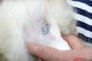 Специальная печать-татуировка на породистых собаках.