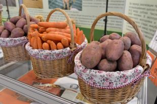 За прошедший год в нашем регионе накопали 1240 тонн картофеля.