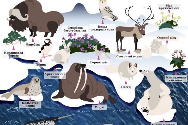 Природа Арктики и Антарктики. Инфографика | Инфографика | Вопрос-Ответ |  Аргументы и Факты