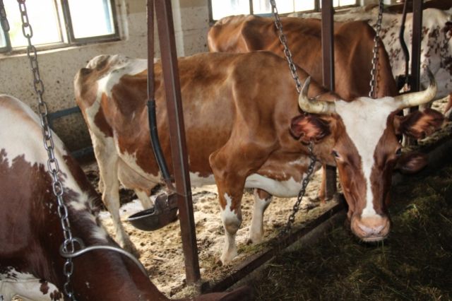 Финансирование получат фермеры, которые занимаются разведением крупного рогатого скота на мясо и на молоко.