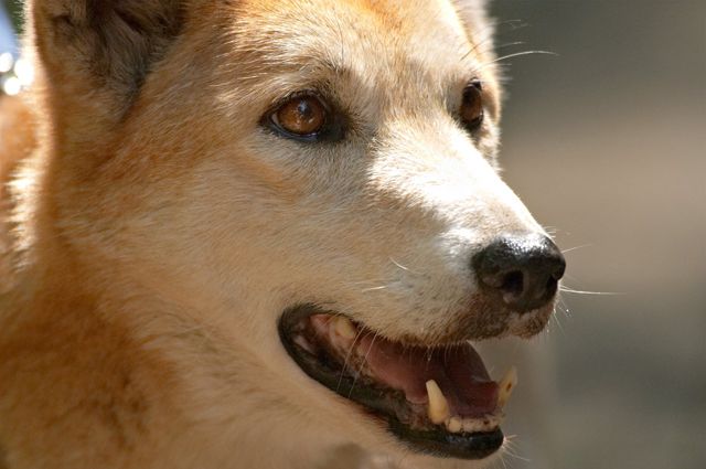 Могут ли собачьи болезни передаваться человеку