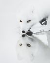Это же как нужно было выждать момент, чтобы это сфотографировать? Посмотрите только на эту арктическую лису!