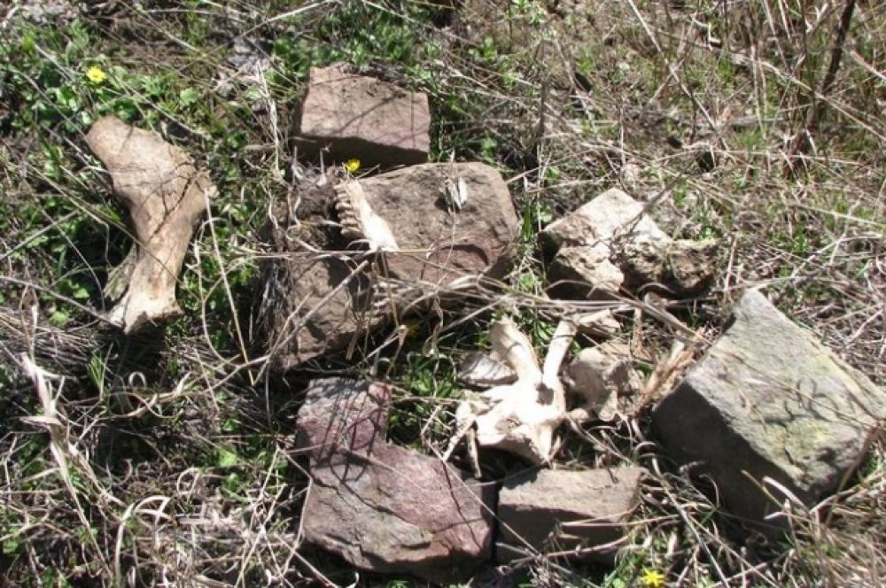 На территории Ростовской области происходит активное и беспощадное разграбление памятников культурного наследия.