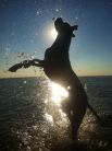 Это фото получило особый приз от жюри в категории «Удивительные животные». Технически сделать такое фото достаточно сложно, но у 10-летней Джэйн Эванс это получилось на славу