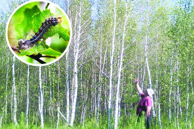 Шелкопряд поражает хвойные и лиственные породы деревьев