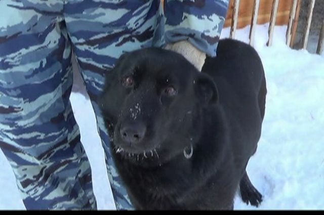 В Бугуруслане полицейская собака выследила грабителя