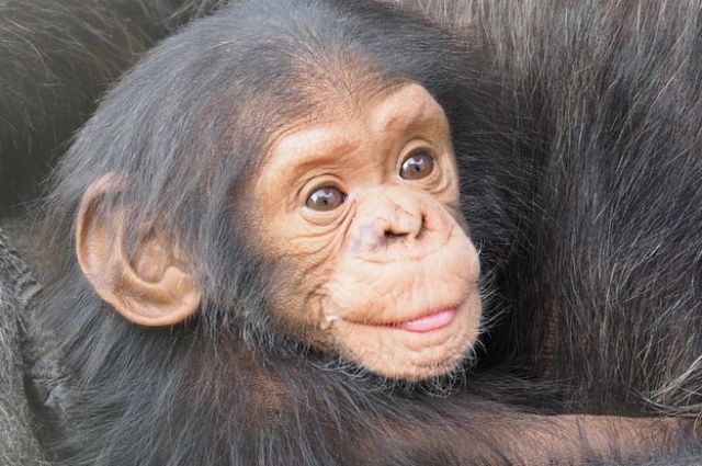 В новосибирском зоопарке появились контрабандные шимпанзята | ОБЩЕСТВО |  АиФ Новосибирск