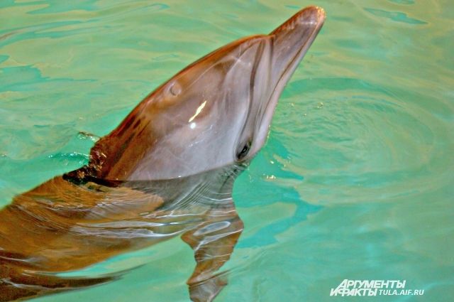 Дельфины - животные дружелюбные