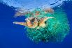 Категория «Природа», первое место в номинации «Отдельная фотография». Морская черепаха, запутавшаяся в рыболовной сети, плавает у берегов Тенерифе, июнь 2016 года.