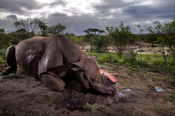 Очень грустная история о редком носороге из заповедника, которого подстрелили нелегально в южной части Африки, заняла первое место среди фотоисторий категории «Природа». Видно, что браконьеры целенаправленно охотились за рогом, который имеет очень большую ценность в медицине Азии