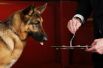 15 февраля. В Нью-Йорке прошла самая престижная в США ежегодная выставка собак Westminster Kennel Club dog. Победителем стала немецкая овчарка Румор.