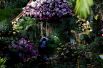 17 февраля. В Нью-йоркском ботаническом саду открылось зимнее шоу орхидей.