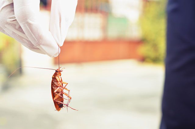 Как обезопасить квартиру от тараканов?