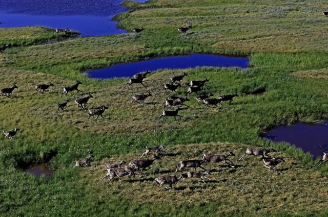 В 2000 году Таймырская популяция дикого северного оленя насчитывала до 1 млн. голов и считалась крупнейшей в Евразии. 