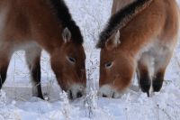 Лошадям Пржевальского найти пропитание зимой очень трудно.