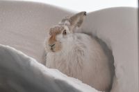 На кордоне Сармат рядом с людьми живет и заяц Пишка.