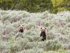Медвежата гризли в парке Йеллоустоун.