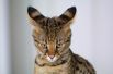 Саванна: $4000–20000. Самой дорогой кошкой в мире была признана Саванна — гибрид домашней кошки и африканского сервала.
