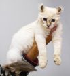 Американский кёрл: $1000-3000. Кошка средних размеров с красивой шелковистой шерстью. Характерная черта — завёрнутые назад уши.