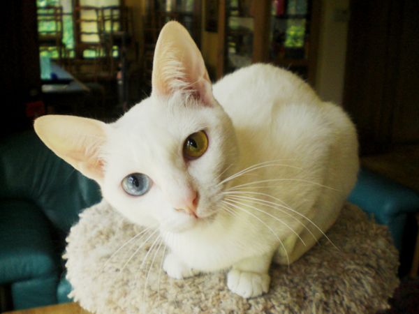 Као-мани: $7000–10000. Эти белоснежные кошки родом из Таиланда известны также как «алмазный глаз» за свои блестящие, часто разноцветные глаза.