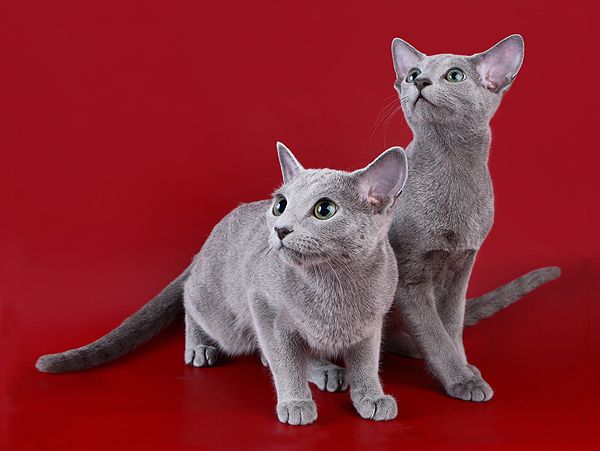 Русская голубая: $400-2000. Одна из самых популярных пород короткошерстных кошек. 