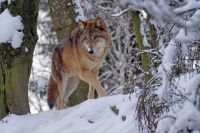 Следы волка обнаружены на юго-западной границы заповедника на льду реки Мана.