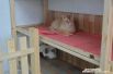 У кошек есть отдельные «спальные полки», застеленные тряпочкой, (отдыхать на них гораздо удобнее, чем на полу) и большой домик-когтеточка - есть, с чем поиграть.
