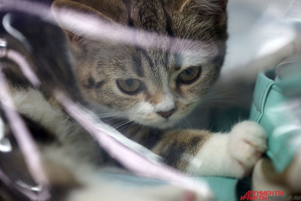 Выставка кошек продлится два дня – 4 и 5 марта.