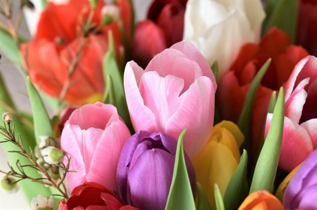 Тюльпаны  давно стали символом Международного женского дня.
