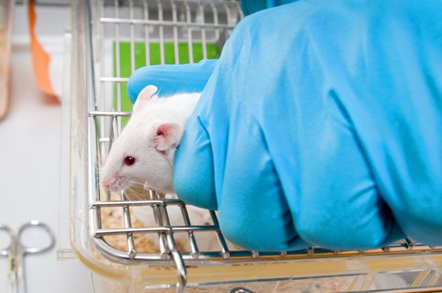 Эксперименты на мышах показали, что полная победа над онкологией возможна.