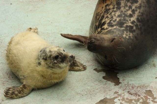 Трех детенышей балтийского тюленя выкармливают в зоопарке Калининграда
