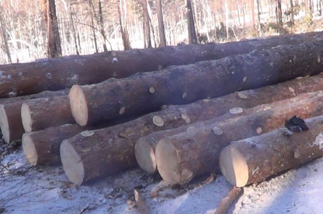 Объем незаконно перемещенного леса из Иркутской области в Китай – 4 тысячи 254,7 кубометра.