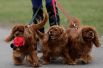 9 марта. В Великобритании открылась самая престижная выставка собак в мире «Crufts Dog Show».
